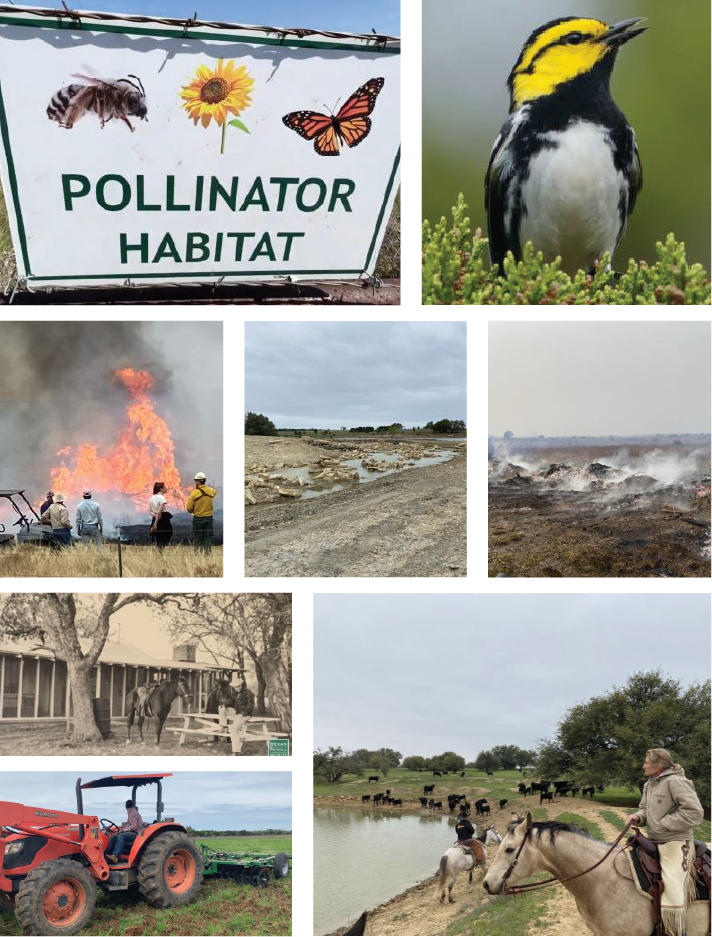 Collage of wildlife conservation efforts including pollinator habitat, songbird, prescribed burn, and ranch management in Texas